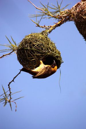 Weaver Bird And Nest South Africa